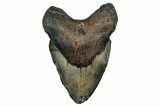 Fossil Megalodon Tooth - North Carolina #349331-1